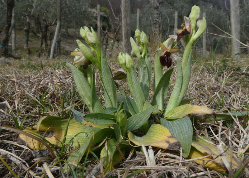 Ophrys sphegodes subsp. sphegodes